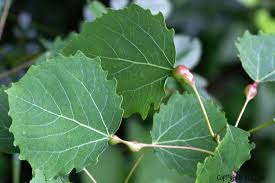 Attēlu rezultāti vaicājumam “Harmandia”