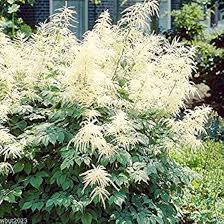 Image result for Aruncus dioicus