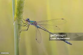 Attēlu rezultāti vaicājumam “Lestes virens”