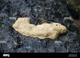 Attēlu rezultāti vaicājumam “Fuligo luteonitens”