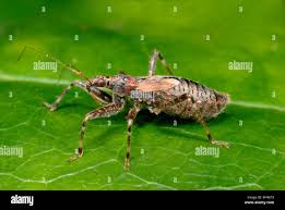 Attēlu rezultāti vaicājumam “Himacerus apterus”