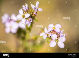 Attēlu rezultāti vaicājumam “Cakile maritima subsp. baltica flower”