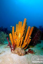 Attēlu rezultāti vaicājumam “Tubifera applanata”