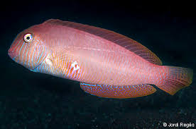 Image result for Xyrichtys novacula