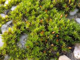 Attēlu rezultāti vaicājumam “Orthotrichum anomalum sporophyte”