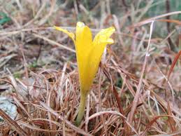 Attēlu rezultāti vaicājumam “Colchicum luteum flower”