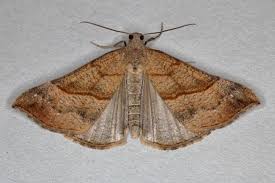 Attēlu rezultāti vaicājumam “Hypena proboscidalis”