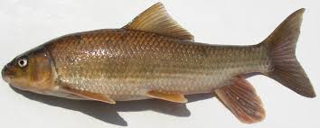 Image result for Moxostoma macrolepidotum