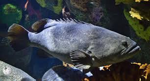 Image result for Epinephelus andersoni