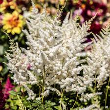 Image result for Astilbe