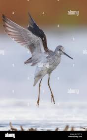 Attēlu rezultāti vaicājumam “Tringa nebularia”