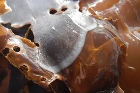 Attēlu rezultāti vaicājumam “Lophozia laxa macro”