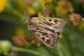 Attēlu rezultāti vaicājumam “Cerapteryx graminis”