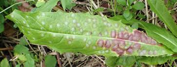 Attēlu rezultāti vaicājumam “Cystiphora sanguinea”