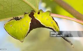 Attēlu rezultāti vaicājumam “Cerura vinula larva”