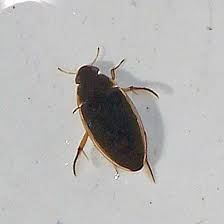 Attēlu rezultāti vaicājumam “Dytiscidae”