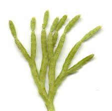 Attēlu rezultāti vaicājumam “Diphasium complanatum”