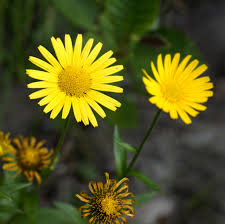 Image result for Buphthalmum salicifolium