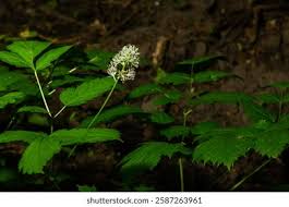 Attēlu rezultāti vaicājumam “Actaea spicata flower”