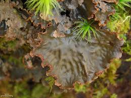 Attēlu rezultāti vaicājumam “Peltigera polydactylon”