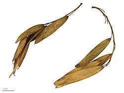 Attēlu rezultāti vaicājumam “Fraxinus excelsior fruit”