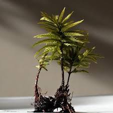 Attēlu rezultāti vaicājumam “Climacium dendroides sporophyte”