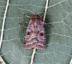 Attēlu rezultāti vaicājumam “Diarsia florida”