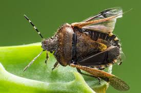 Attēlu rezultāti vaicājumam “Coreus marginatus”