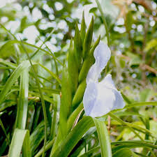Image result for tillandsia umbellata