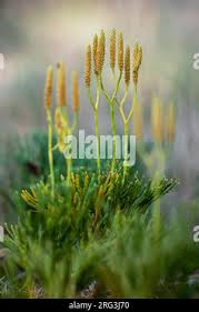 Attēlu rezultāti vaicājumam “Diphasiastrum tristachyum”