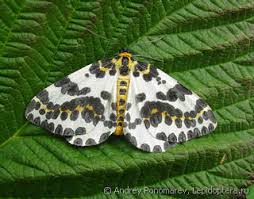 Attēlu rezultāti vaicājumam “Abraxas grossulariata larva”