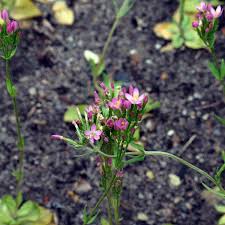Attēlu rezultāti vaicājumam “Centaurium erythraea flower”