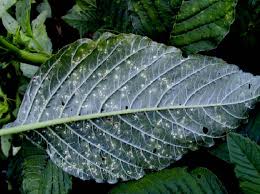 Attēlu rezultāti vaicājumam “Amaranthus retroflexus leaf”