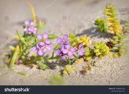 Attēlu rezultāti vaicājumam “Cakile maritima subsp. baltica flower”