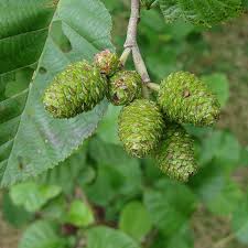 Attēlu rezultāti vaicājumam “Alnus incana bud”