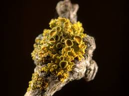 Attēlu rezultāti vaicājumam “Xanthoria polycarpa”