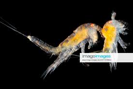 Attēlu rezultāti vaicājumam “Copepoda”