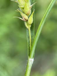 Attēlu rezultāti vaicājumam “Carex hirta male flower”