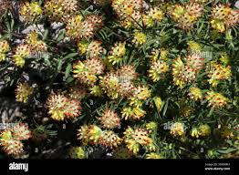 Attēlu rezultāti vaicājumam “Anthyllis maritima flower”