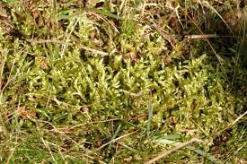 Attēlu rezultāti vaicājumam “Pleurozium schreberi sporophyte”