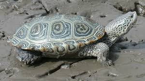 Image result for Malaclemys terrapin