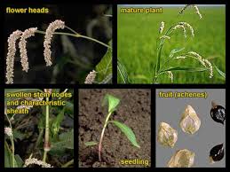 Attēlu rezultāti vaicājumam “Persicaria lapathifolia fruit”