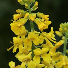 Attēlu rezultāti vaicājumam “Barbarea vulgaris subsp. arcuata flower”