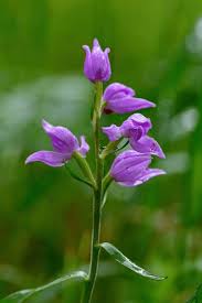 Attēlu rezultāti vaicājumam “Cephalanthera rubra leaf”