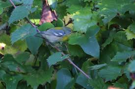 Image result for Parula americana