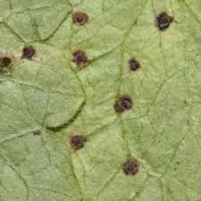 Attēlu rezultāti vaicājumam “Cribraria intricata young”