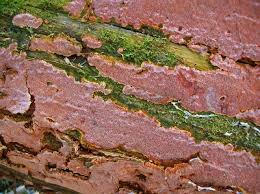 Attēlu rezultāti vaicājumam “Junghuhnia collabens”