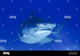 Image result for Galeocerdo cuvier