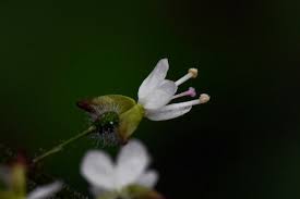 Attēlu rezultāti vaicājumam “Circaea lutetiana flower”