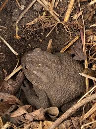 Attēlu rezultāti vaicājumam “Bufo bufo”